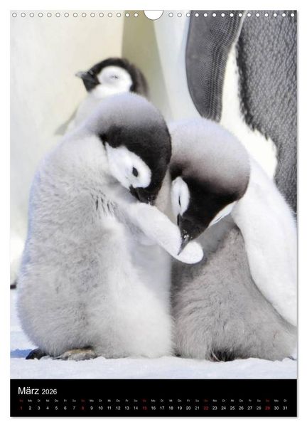Produktbild: Pinguine - Wackeln im Thermo-Frack (Wandkalender 2026 DIN A3 hoch), CALVENDO Monatskalender
