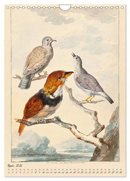 Produktbild: Aert Schouman. V&Ouml;GEL (Wandkalender 2026 DIN A4 hoch), CALVENDO Monatskalender