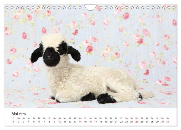 Produktbild: Walliser Schwarznasenschaf Valais Blacknose Sheep (Wandkalender 2026 DIN A4 quer), CALVENDO Monatskalender