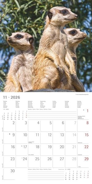 Produktbild: Alpha Edition - Erdmännchen 2026 Broschürenkalender, 30x30cm, Wandkalender mit P