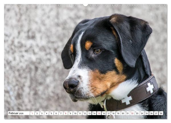 Produktbild: Gro&szlig;er Schweizer Sennenhund (hochwertiger Premium Wandkalender 2026 DIN A2 quer), Kunstdruck in Hochglanz