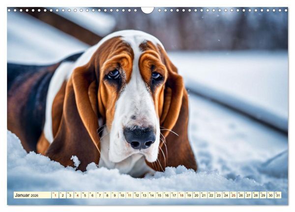 Produktbild: Basset Hound - unverkennbar (Wandkalender 2026 DIN A3 quer), CALVENDO Monatskalender