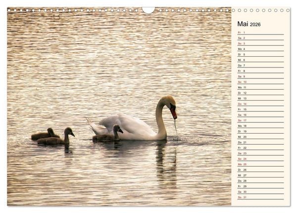 Produktbild: Schwanenzauber (Wandkalender 2026 DIN A3 quer), CALVENDO Monatskalender