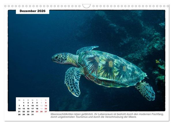 Produktbild: Meeresschildkr&ouml;ten, die Nomaden der Meere (Wandkalender 2026 DIN A3 quer), CALVENDO Monatskalender