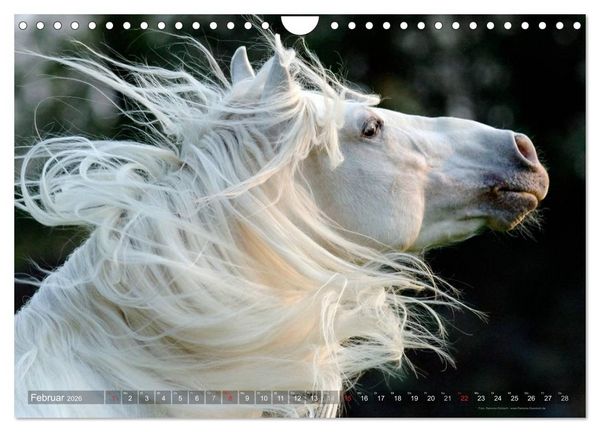 Produktbild: Edle spanische Pferde - Pura Raza Espanola (Wandkalender 2026 DIN A4 quer), CALVENDO Monatskalender