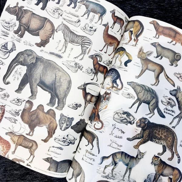 Produktbild: Fauna