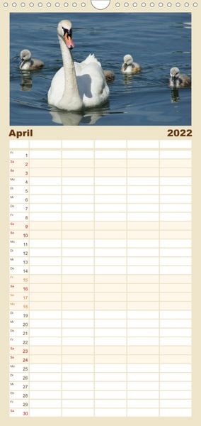 Produktbild: Das faszinierende Leben der Schw&auml;ne - Familienplaner hoch (Wandkalender 2022 , 21 cm x 45 cm, hoch)