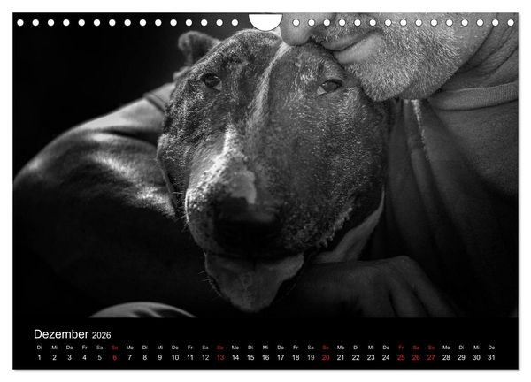 Produktbild: Bullterrier (Wandkalender 2026 DIN A4 quer), CALVENDO Monatskalender