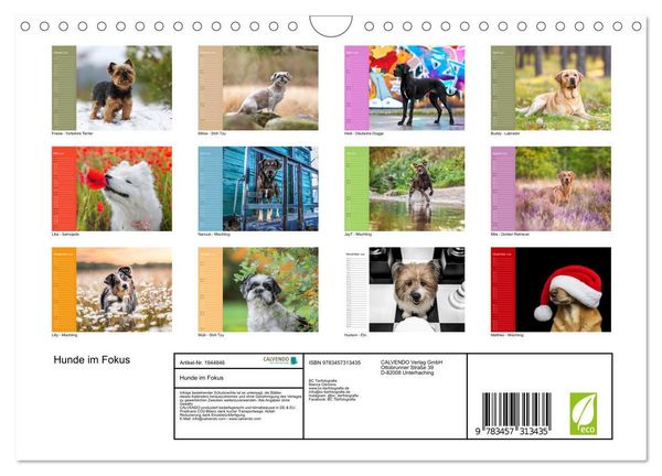 Produktbild: Hunde im Fokus (Wandkalender 2026 DIN A4 quer), CALVENDO Monatskalender