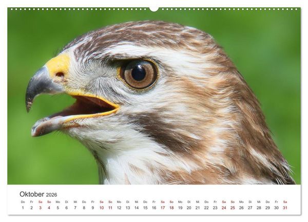 Produktbild: GREIFVOGEL- UND EULENPORTR&Auml;TS (Wandkalender 2026 DIN A2 quer), CALVENDO Monatskalender
