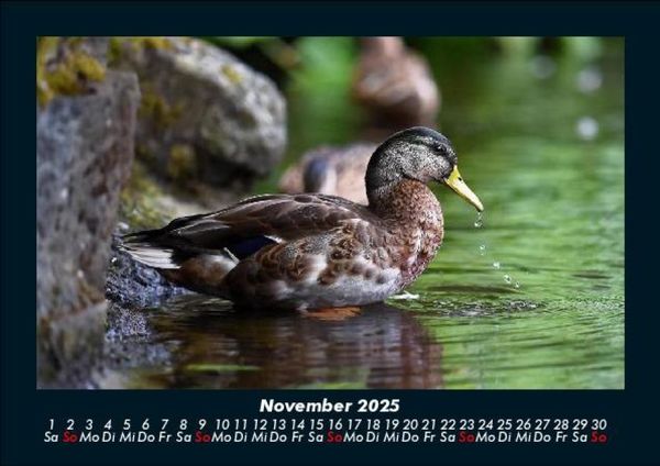 Produktbild: Enten 2025 Fotokalender DIN A5