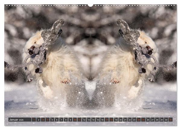 Produktbild: Mit doppelter Power durch das Jahr (hochwertiger Premium Wandkalender 2026 DIN A2 quer), Kunstdruck in Hochglanz