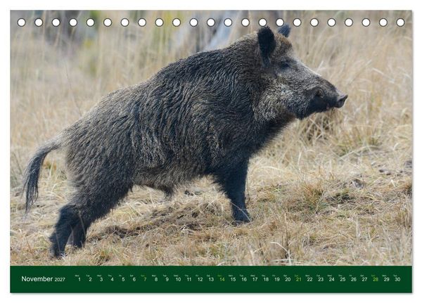 Produktbild: Wild Boars (Desk Calendar 2027 DIN A5 landscape), CALVENDO 12 Month DeskCalendar