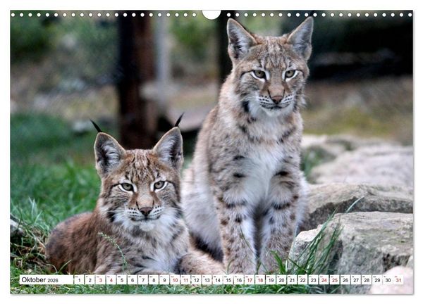 Produktbild: Familie Luchs - Die J&auml;ger mit dem Pinselohr (Wandkalender 2026 DIN A3 quer), CALVENDO Monatskalender