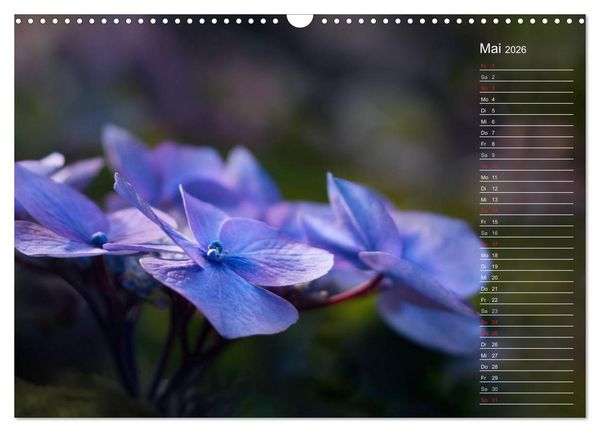 Produktbild: Die Hortensie und ihre vielen Gesichter (Wandkalender 2026 DIN A3 quer), CALVENDO Monatskalender