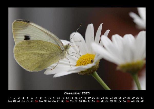 Produktbild: Bunte Pracht der Schmetterlinge 2025 Fotokalender DIN A3