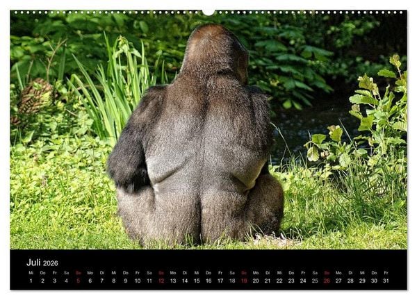 Produktbild: Gorillas - Die sanften Wilden (hochwertiger Premium Wandkalender 2026 DIN A2 quer), Kunstdruck in Hochglanz
