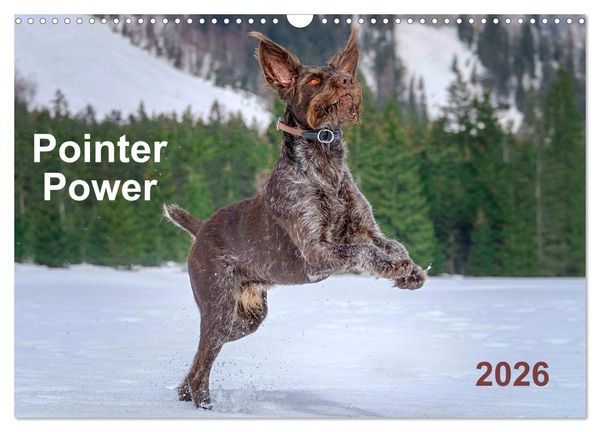 Produktbild: Pointer Power (Wall Calendar 2026 DIN A3 landscape), CALVENDO 12 Month Wall Calendar
