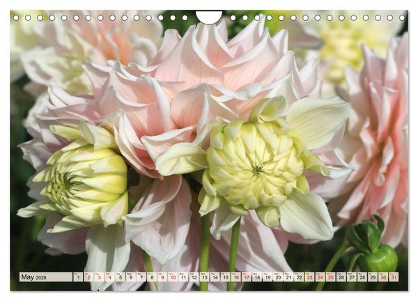 Produktbild: Fascinating Dahlias (Wall Calendar 2026 DIN A4 landscape), CALVENDO 12 Month Wall Calendar