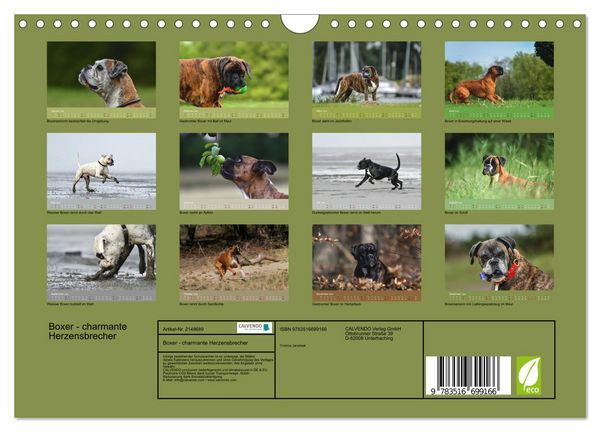 Produktbild: Boxer - charmante Herzensbrecher (Wandkalender 2026 DIN A4 quer), CALVENDO Monatskalender