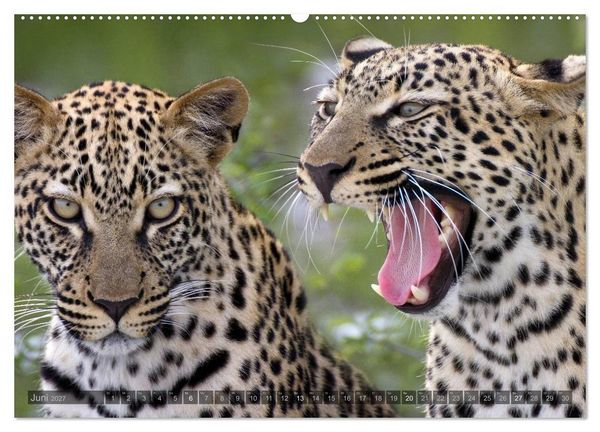 Produktbild: Namibia - Die Tierwelt (hochwertiger Premium Wandkalender 2027 DIN A2 quer), Kunstdruck in Hochglanz