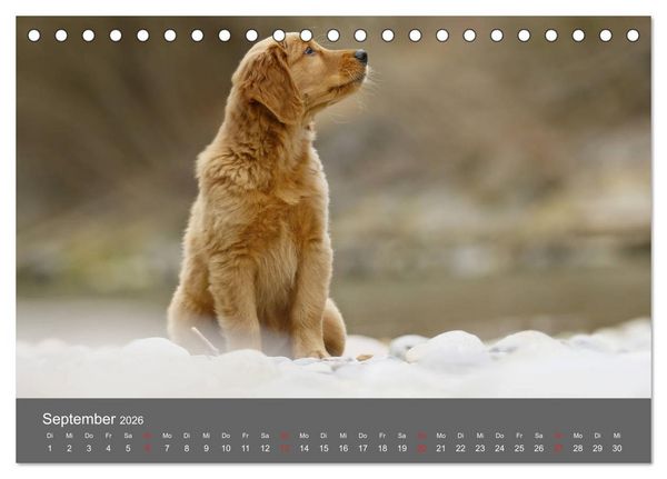 Produktbild: Chesley Kleiner Hund grosse Abenteuer (Tischkalender 2026 DIN A5 quer), CALVENDO Monatskalender