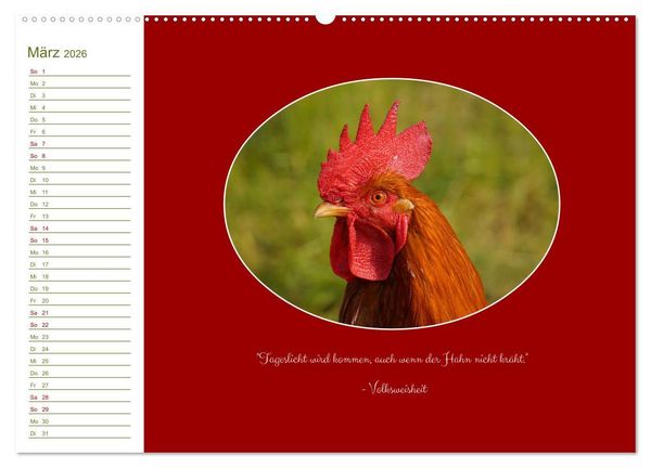 Produktbild: Freilaufende H&uuml;hner (hochwertiger Premium Wandkalender 2026 DIN A2 quer), Kunstdruck in Hochglanz