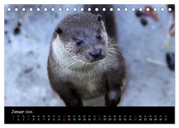 Produktbild: Putzige Fischj&auml;ger (Tischkalender 2026 DIN A5 quer), CALVENDO Monatskalender