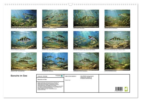 Produktbild: Barsche im See (Wandkalender 2027 DIN A2 quer), CALVENDO Monatskalender