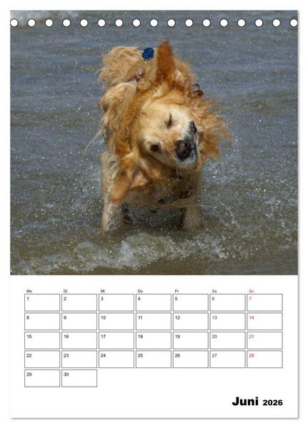 Produktbild: Gl&uuml;cklicher Golden Retriever (Tischkalender 2026 DIN A5 hoch), CALVENDO Monatskalender