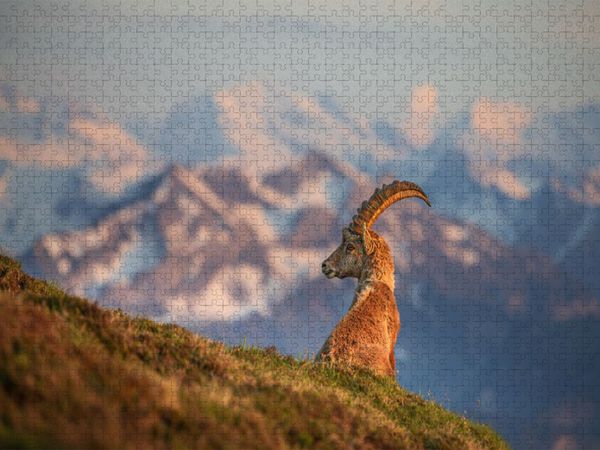 Produktbild: CALVENDO Puzzle Alpensteinbock | 1000 Teile Lege-Gr&ouml;&szlig;e 64x48cm Foto-Puzzle f&uuml;r gl&uuml;ckliche Stunden