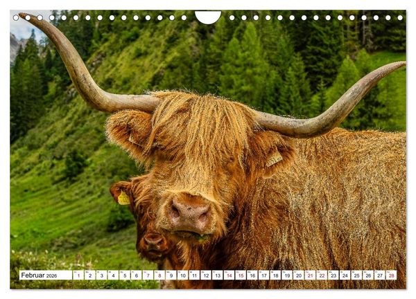Produktbild: Kuhle Typen (Wandkalender 2026 DIN A4 quer), CALVENDO Monatskalender