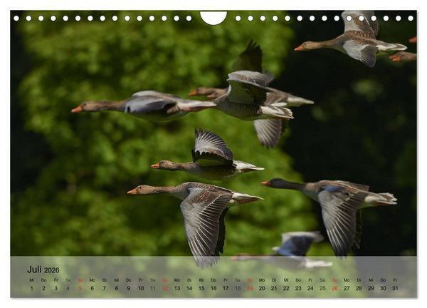 Produktbild: G&auml;nse und Enten. Schnattern, watscheln, quaken! (Wandkalender 2026 DIN A4 quer), CALVENDO Monatskalender