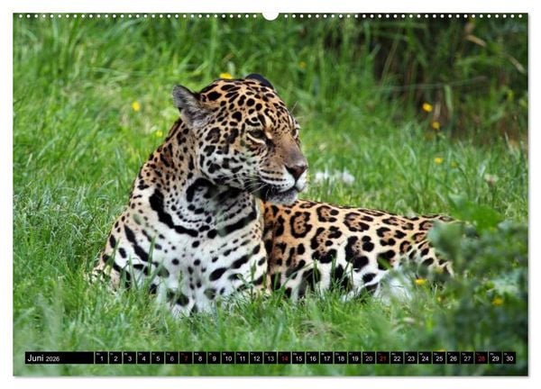 Produktbild: Regenwald &bull; Tiere im Dschungel (hochwertiger Premium Wandkalender 2026 DIN A2 quer), Kunstdruck in Hochglanz