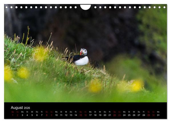 Produktbild: Puffins - V&ouml;gel des Nordens (Wandkalender 2026 DIN A4 quer), CALVENDO Monatskalender
