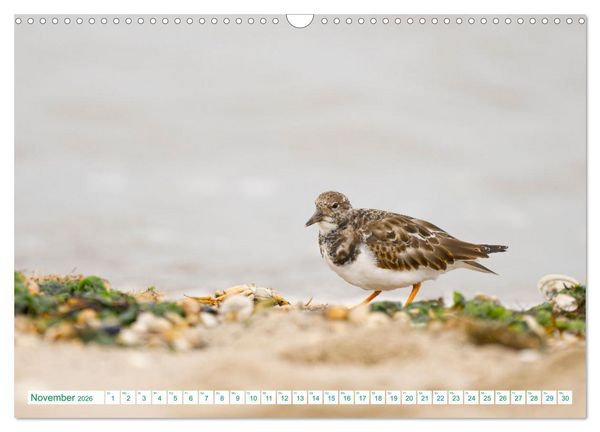 Produktbild: Schillig und Horumersiel - Im Wangerland unterwegs (Wandkalender 2026 DIN A3 quer), CALVENDO Monatskalender