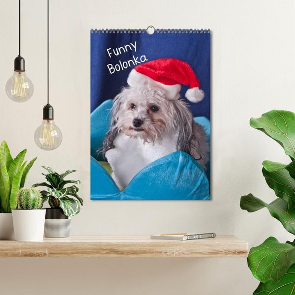 Produktbild: Funny Bolonka (Wandkalender 2026 DIN A3 hoch), CALVENDO Monatskalender
