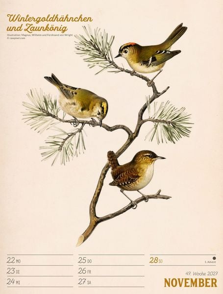 Produktbild: Wunderbare Vogelwelt Wochenplaner Kalender 2027