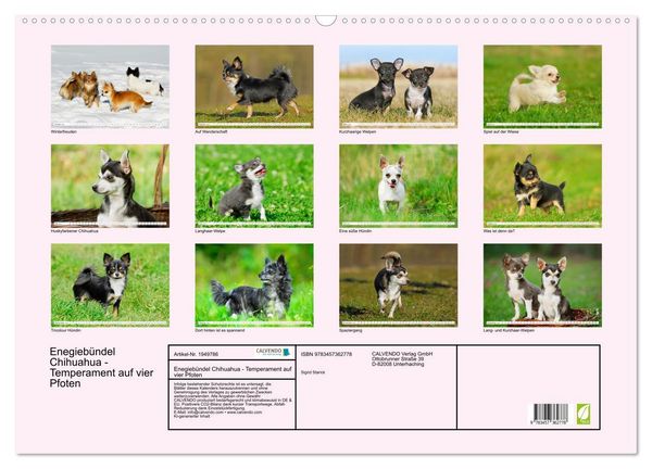 Produktbild: Enegieb&uuml;ndel Chihuahua - Temperament auf vier Pfoten (Wandkalender 2026 DIN A2 quer), CALVENDO Monatskalender