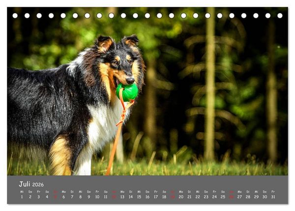 Produktbild: Einmal Collie - immer Collie (Tischkalender 2026 DIN A5 quer), CALVENDO Monatskalender