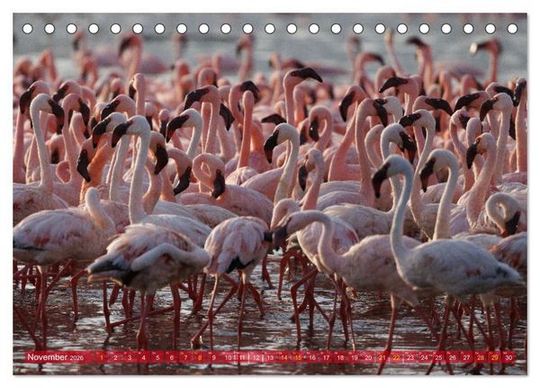 Produktbild: Flamingos am Lake Bogoria - Kenia (Tischkalender 2026 DIN A5 quer), CALVENDO Monatskalender