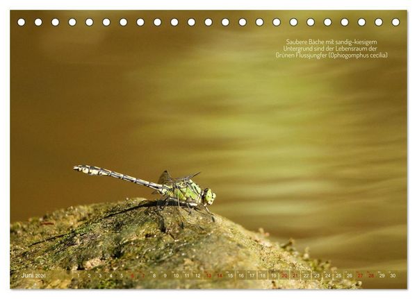 Produktbild: Frankens Insekten (Tischkalender 2026 DIN A5 quer), CALVENDO Monatskalender