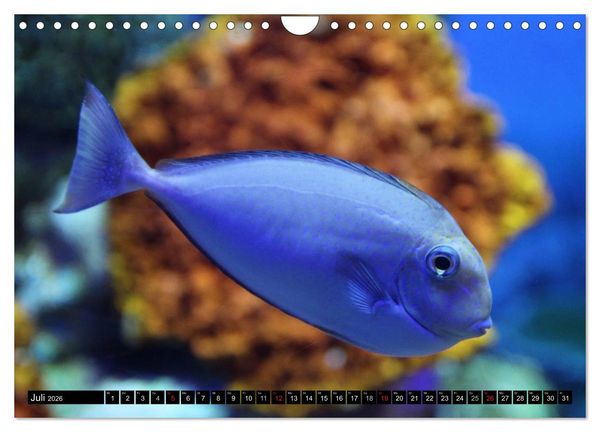 Produktbild: Fische und Meerestiere (Wandkalender 2026 DIN A4 quer), CALVENDO Monatskalender