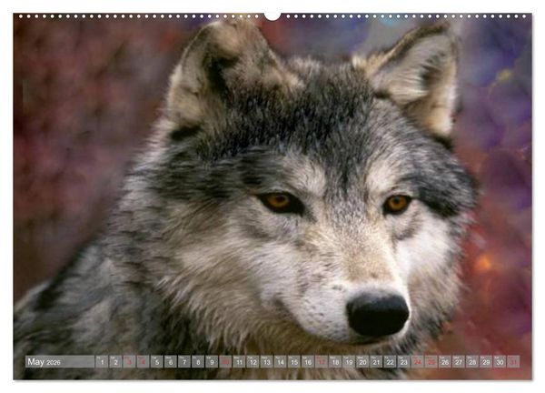 Produktbild: Wolves &bull; Faces of social hunters (High Quality Premium Wall Calendar 2026 DIN A2 landscape),CALVENDO 12 Month Wall Calendar