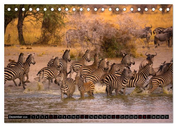 Produktbild: Tansania - Tierwanderung in der Serengeti (Tischkalender 2026 DIN A5 quer), CALVENDO Monatskalender