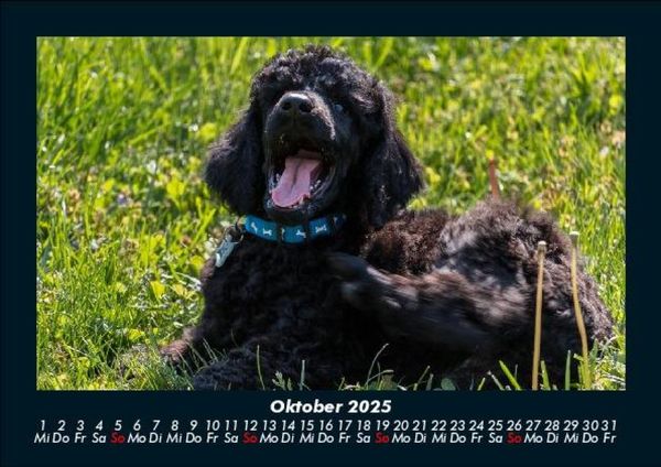 Produktbild: Hundezauber 2025 Fotokalender DIN A5