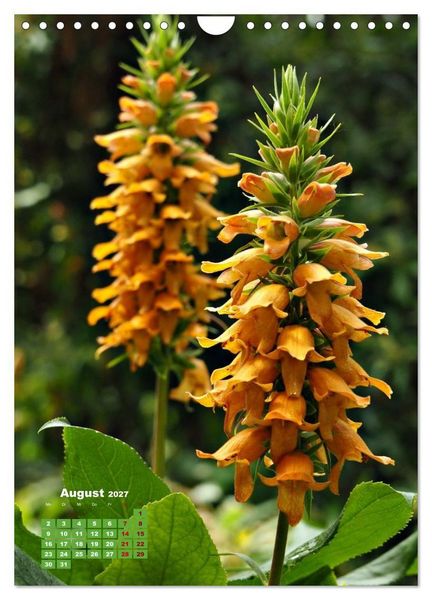 Produktbild: Madeiras Flora. Wundersame Wildblumen und exotische Geh&ouml;lze (Wandkalender 2027 DIN A4 hoch), CALVENDO Monatskalender