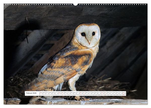 Produktbild: Das Leben der Eulen, die Damen der Nacht (hochwertiger Premium Wandkalender 2026 DIN A2 quer), Kunstdruck in Hochglanz
