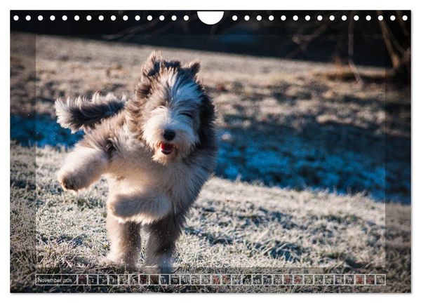 Produktbild: Bearded Collie, mein Freund (Wandkalender 2026 DIN A4 quer), CALVENDO Monatskalender