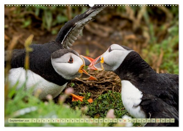 Produktbild: Papageientaucher - Farbenfrohe Flieger der Natur (hochwertiger Premium Wandkalender 2026 DIN A2 quer), Kunstdruck in Hochglanz